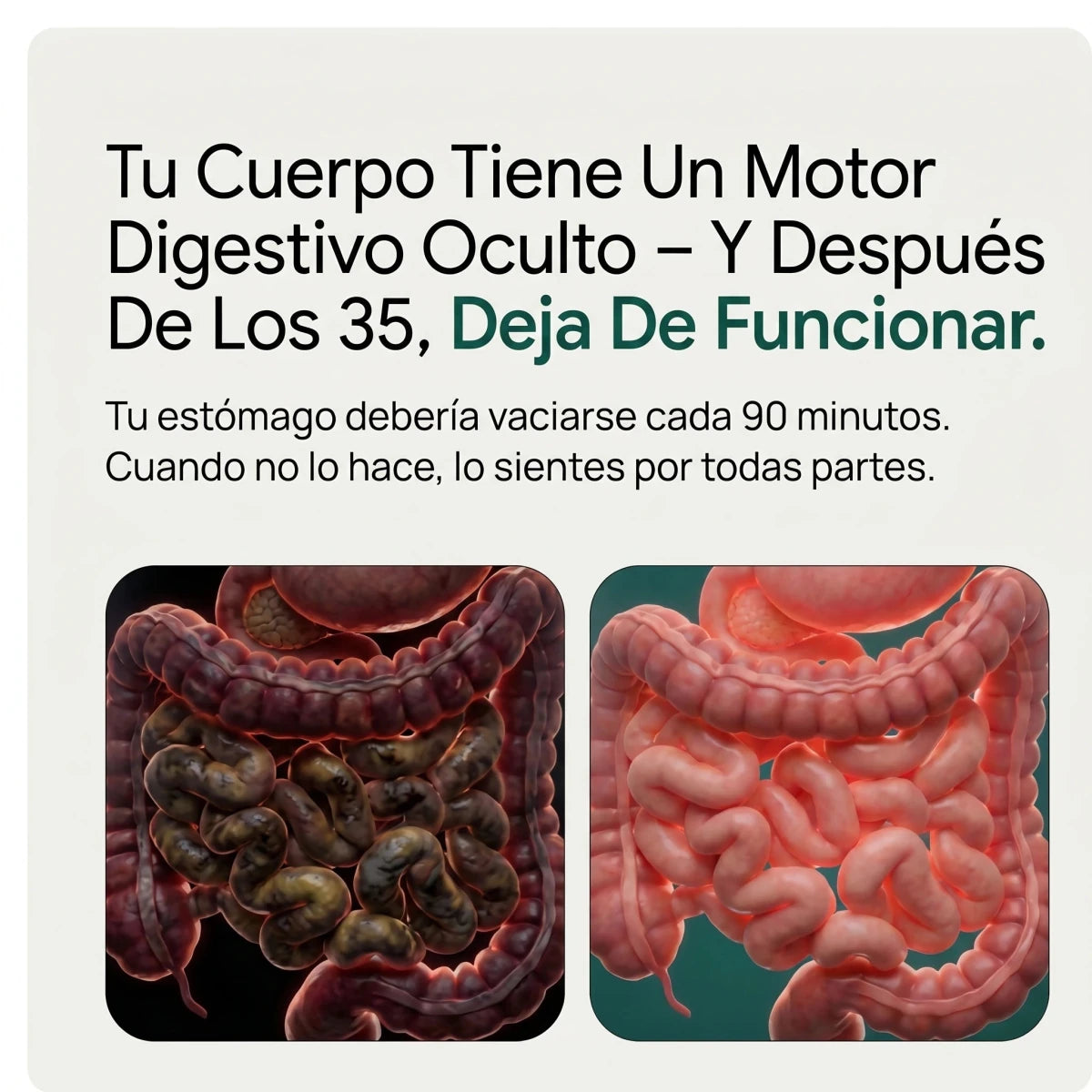 Nueva Fórmula De Máxima Potencia - Soporte Intestinal Premium De JOLIAE™
